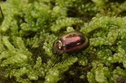 Image of <i>Chrysolina brunsvicensis</i>