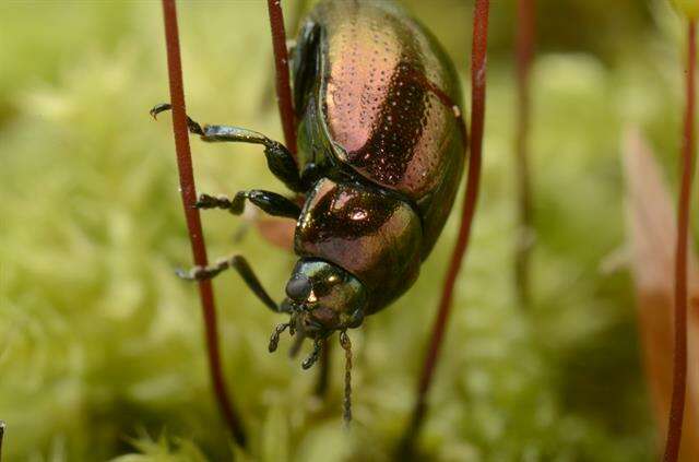 Image of <i>Chrysolina brunsvicensis</i>