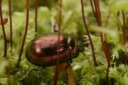 Image of <i>Chrysolina brunsvicensis</i>