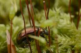 Image of <i>Chrysolina brunsvicensis</i>