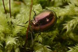 Image of <i>Chrysolina brunsvicensis</i>