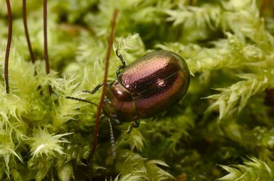 Image of <i>Chrysolina brunsvicensis</i>