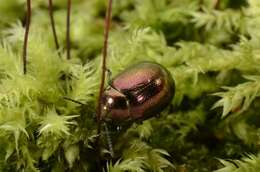 Image of <i>Chrysolina brunsvicensis</i>