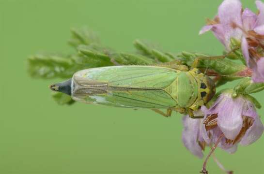 Image of Cicadella