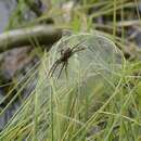 Image of Fen raft spider