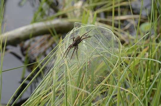 Plancia ëd Dolomedes