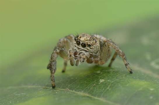 Image of Evarcha arcuata (Clerck 1757)