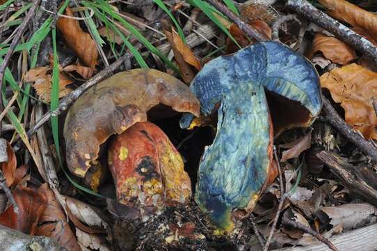 Image of Neoboletus