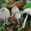 Image of Common inkcap