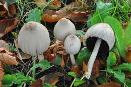 Coprinopsis resmi