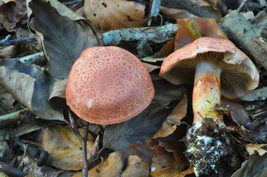 Image of Cortinarius bolaris (Pers.) Fr. 1838