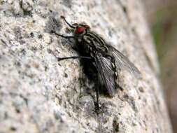 Image of flesh flies