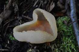 Image of cup fungi