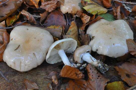 Image of Pholiota lenta (Pers.) Singer 1951