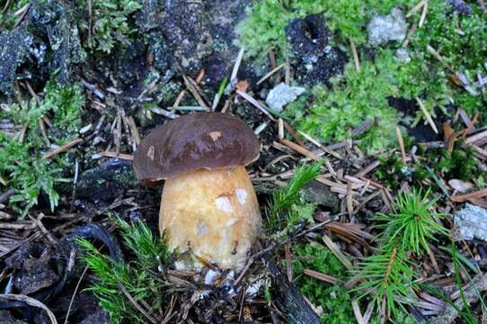 Boletus pinophilus Pilát & Dermek 1973 resmi