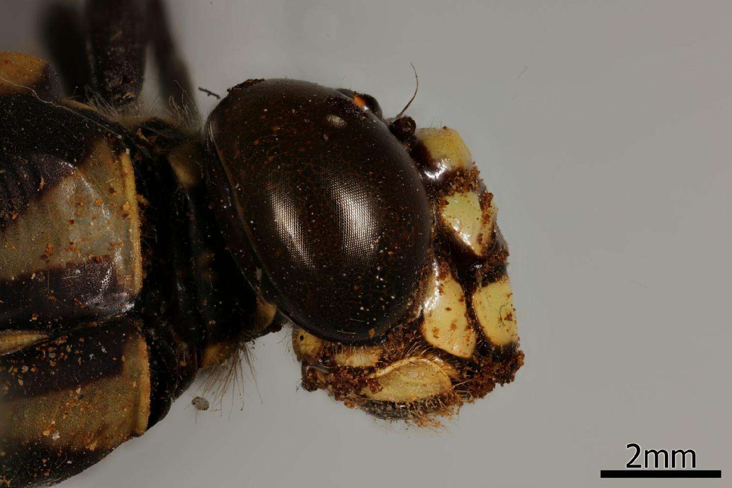 Imagem de Macrogomphus annulatus (Selys 1854)