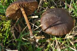 Image of Entoloma clandestinum (Fr.) Noordel. 1980