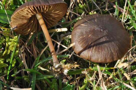 Image of Entoloma clandestinum (Fr.) Noordel. 1980