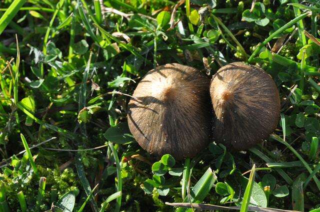 Image of Entoloma clandestinum (Fr.) Noordel. 1980