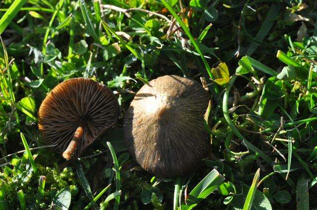 Image of Entoloma clandestinum (Fr.) Noordel. 1980