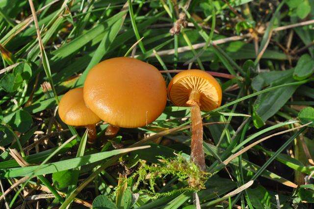 Image of Galerina