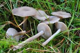 Image of Clitocybe metachroa (Fr.) P. Kumm. 1871