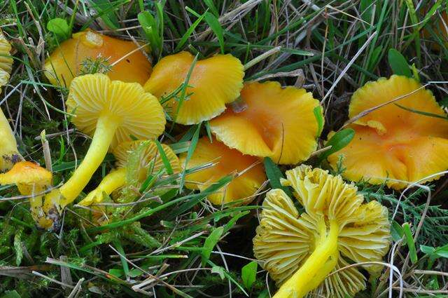 Image of waxcaps (fungi)