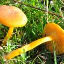 Hygrocybe reidii Kühner 1976 resmi