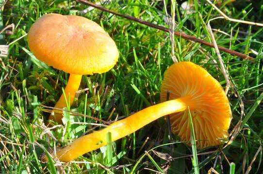 Plancia ëd Hygrocybe reidii Kühner 1976