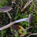 Image of Cortinarius umbrinolens P. D. Orton 1980