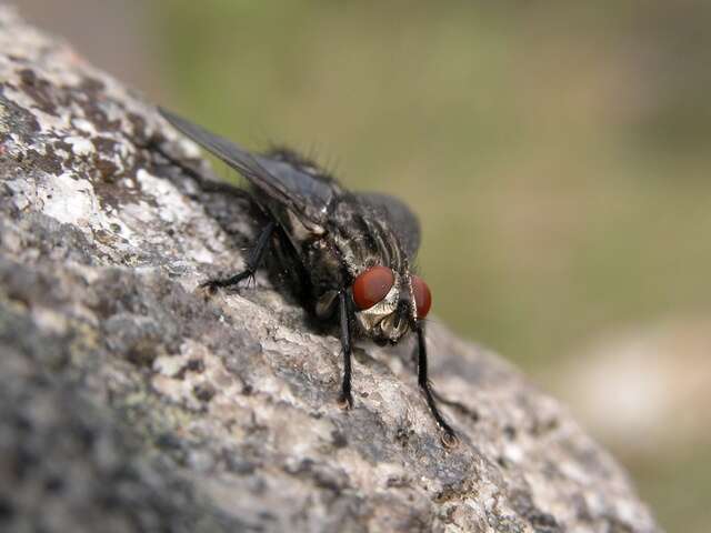 Image of flesh flies