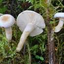 Image of Lactarius scoticus Berk. & Broome 1879