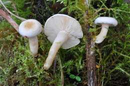 Image of Lactarius scoticus Berk. & Broome 1879