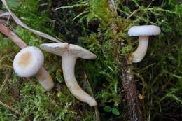 Image of Lactarius scoticus Berk. & Broome 1879