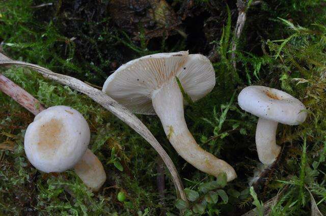 Image of Lactarius scoticus Berk. & Broome 1879