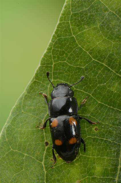 Image of <i>Glischrochilus hortensis</i>