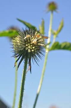 Image of teasel