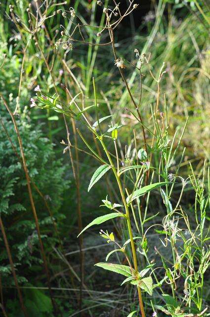 Plancia ëd Epilobium ciliatum subsp. ciliatum