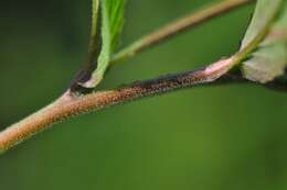 Plancia ëd Epilobium ciliatum subsp. ciliatum