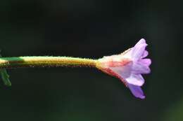 Plancia ëd Epilobium ciliatum subsp. ciliatum