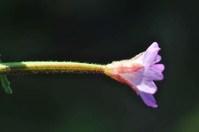 Image of fringed willowherb