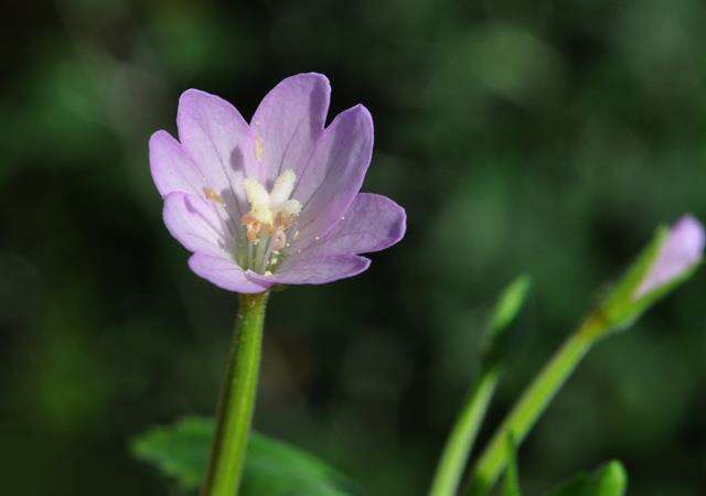 Epilobium resmi