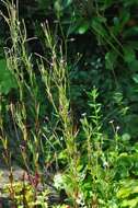 Image of dwarf willowherb