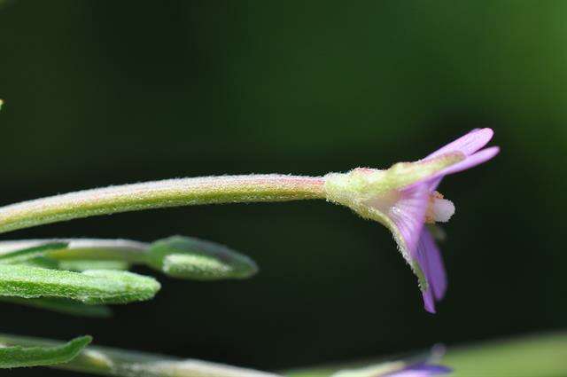 Image of dwarf willowherb