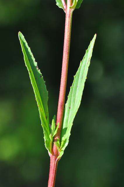 Imagem de Epilobium tetragonum L.