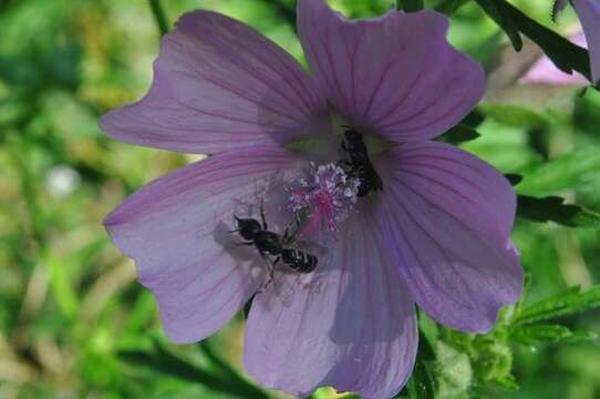 Image of mallow