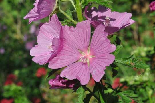 Image of mallow