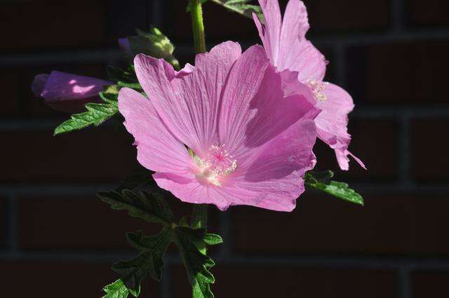 Image of mallow