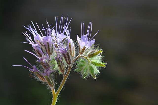 Image of scorpionweed