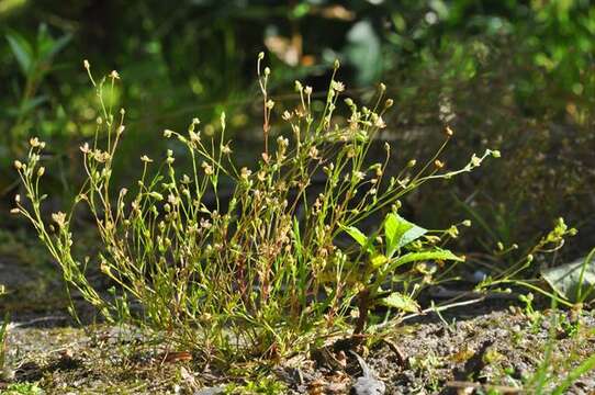 Image of Sagina micropetala Rauschert